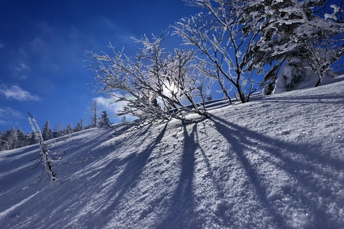 тень, деревья, зима, снег, лес, белые, черные, серые