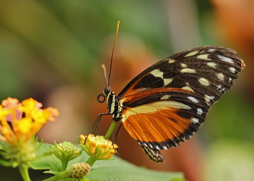 бабочка, природа, насекомые, оранжевые, черные, зеленые