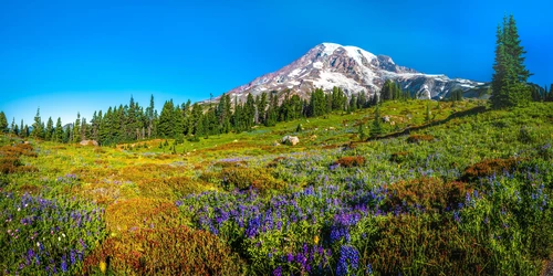 лес, природа, горы, белые, панорама, зеленые