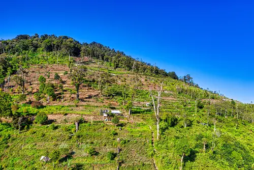 лес, деревья, трава, растительность, гора, горы, холм, холмы, пейзаж, голубые, зеленые