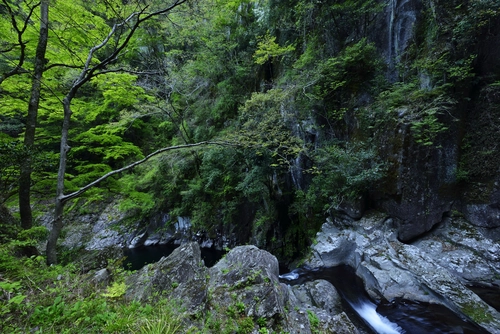 лес, камни, природа, ручей, коричневые, зеленые