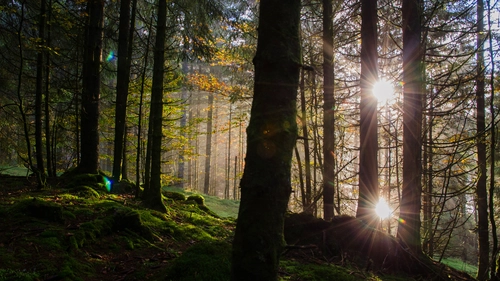 склон, лес, природа, зеленые, деревья, свет