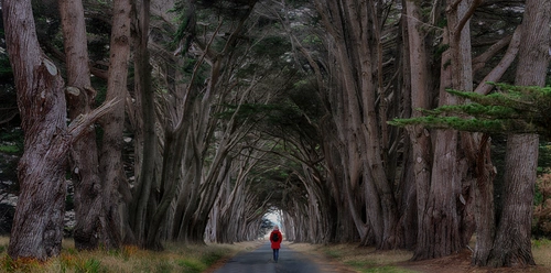 природа, деревья, дорога, девушка, коричневые