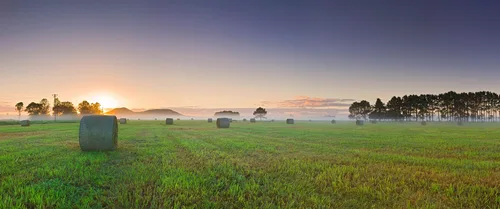 поле, луг, рассвет, деревья, зеленые, желтые