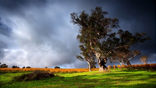 деревья, луг, поле, коричневые, зеленые, желтые