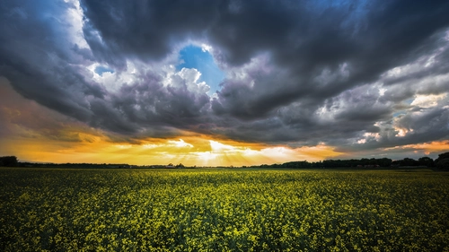 поле, цветы, облака, желтые, синие, зеленые