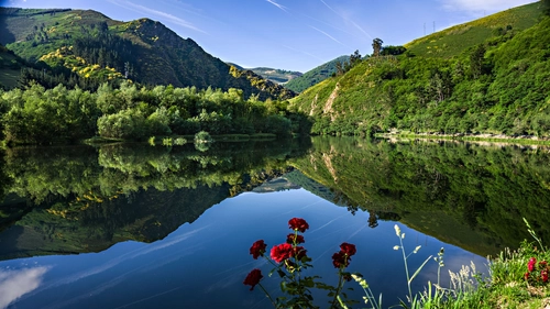 цветы, отражение, зеленые, синие, холмы