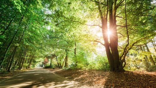 дорога, лес, зеленые, природа, коричневые