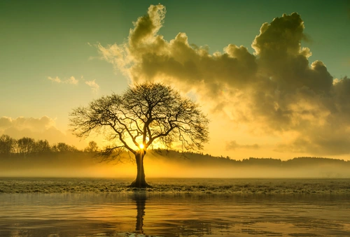 туман, дерево, закат, черные, серые, оранжевые