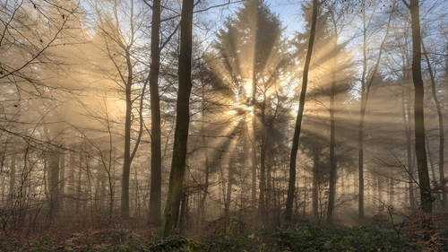 деревья, лес, туман, свет, коричневые