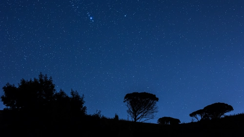 деревья, ночь, силуэт, черные, синие