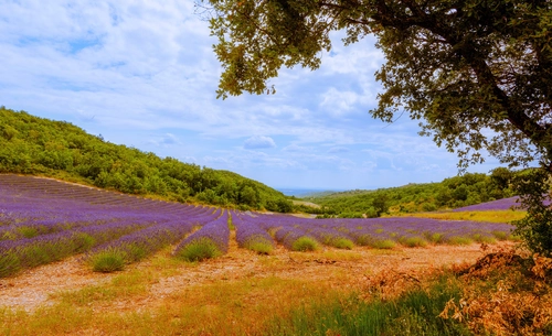 поле, дерево, цветы, природа, франция, фиолетовые, желтые