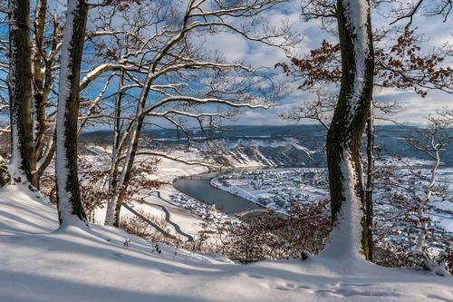 склон, деревья, лес, природа, зима, коричневые, белые