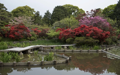 природа, цветы, япония, лес, зеленые, коричневые, голубые