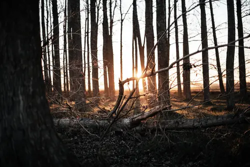 небо, солнце, лес, деревья, ветки, трава ,белые, серые
