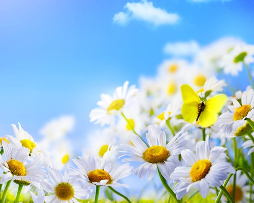 ромашки, небо, природа, поле, цветы, бабочки, белые, зеленые, синие