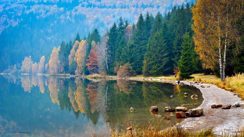 лес, озеро, отражение, зеленые, коричневые