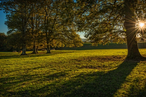 парк, деревья, закат, природа, зеленые, черные