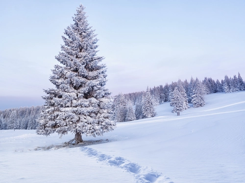 дерево, склон, природа, черные, белые, лес