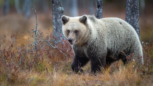 поляна, медведь, лес, деревья, природа, коричневые, животные