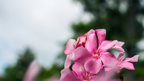 цветы, розовые, зеленые. природа, цветок