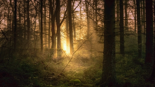 лес, деревья, природа, зеленые, желтые