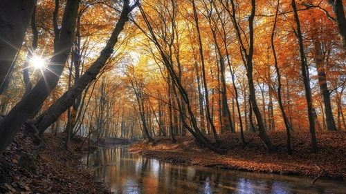 река, лес, осень, деревья, природа, оранжевые