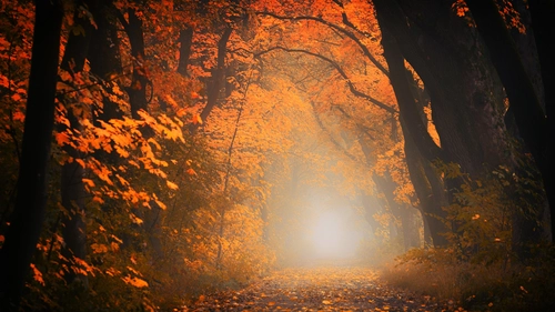 осень, лес, дорога, оранжевые, коричневые