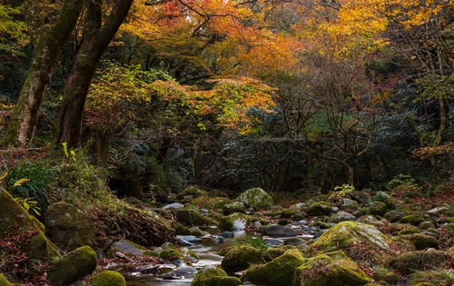 река, камни, природа, лес, коричневые, япония, зеленые