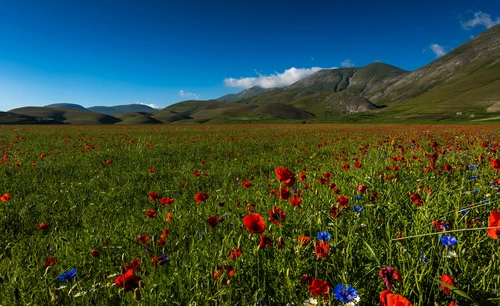 поле, цветы, италия, природа, синие, зеленые