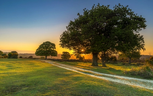 дерево, закат, дорога, поле, зеленые, черные, оранжевые