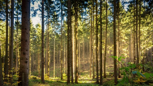 лес, природа, деревья, желтые, зеленые