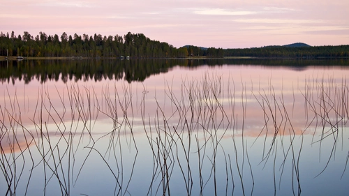 озеро, берег, ветки, лес, розовые