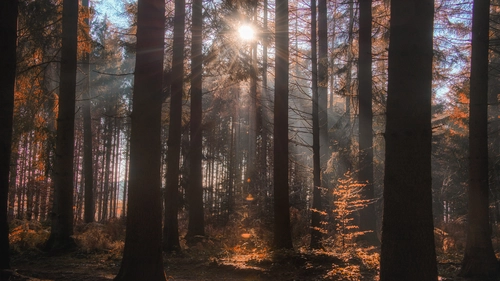 деревья, лес, свет, природа, коричневые
