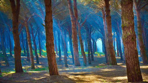 свет, синие, деревья, природа, коричневые