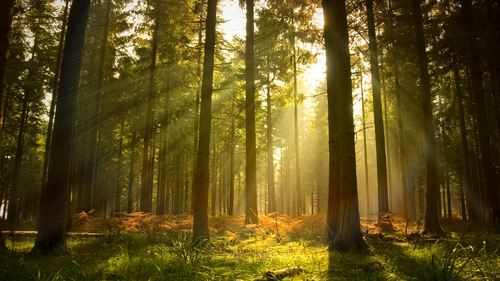 дерево, ветви, природа, коричневые, зеленые, желтые