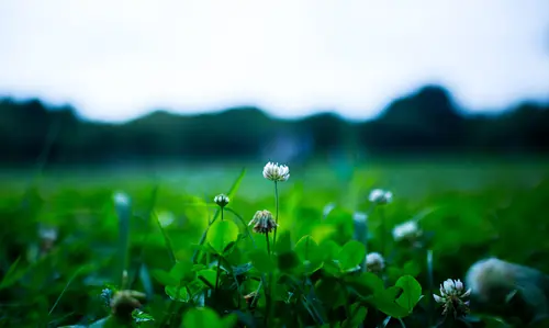 природа, растения, поле, трава, цветы, листья, зелёные