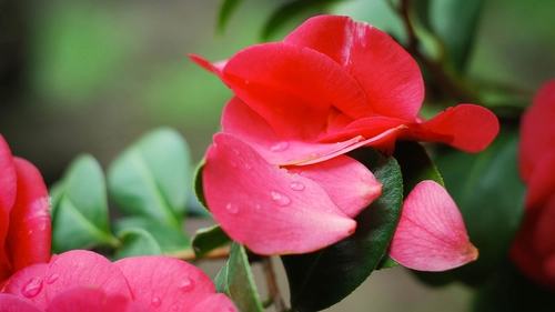 лепестки, красные, растения, цветы, зеленые