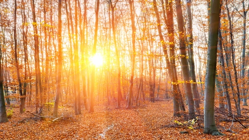 осень, лес, деревья, оранжевые, желтые