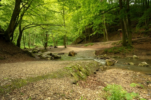 парк, деревья, ручей, листья, тропа, серые, зелёные