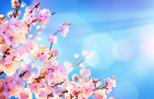 сакура, цветы, япония, свет, синие, розовые, белые