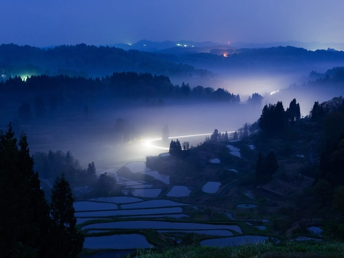 ночь, туман, природа, лес, голубые, черные, желтые