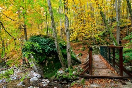 мост, река, лес, природа, осень, коричневые, желтые