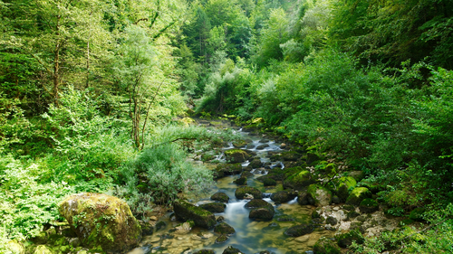 река, кусты, лес, камни, зеленые