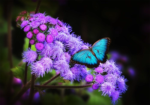 цветы, природа, черные, бабочка, зеленые, фиолетовые