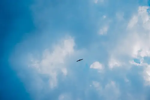 небо, облака, птица, голубые, белые