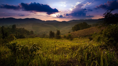 вечер, закат, луг, поле, лес, деревья, зеленые