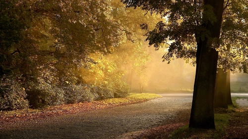 дорога, парк, осень, деревья, природа, желтые, оранжевые