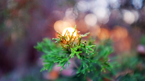 ветка, деревья, зеленые, огни, желтые