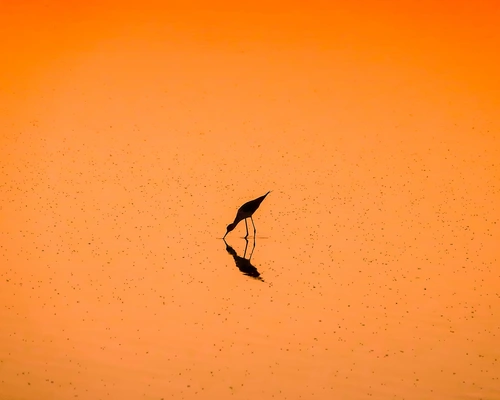 птицы, птица, силуэт, черные, оранжевые, бежевые